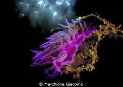 Flabellina rosa
Double exposure. Nikon D800E , 105 macro... by Marchione Giacomo 